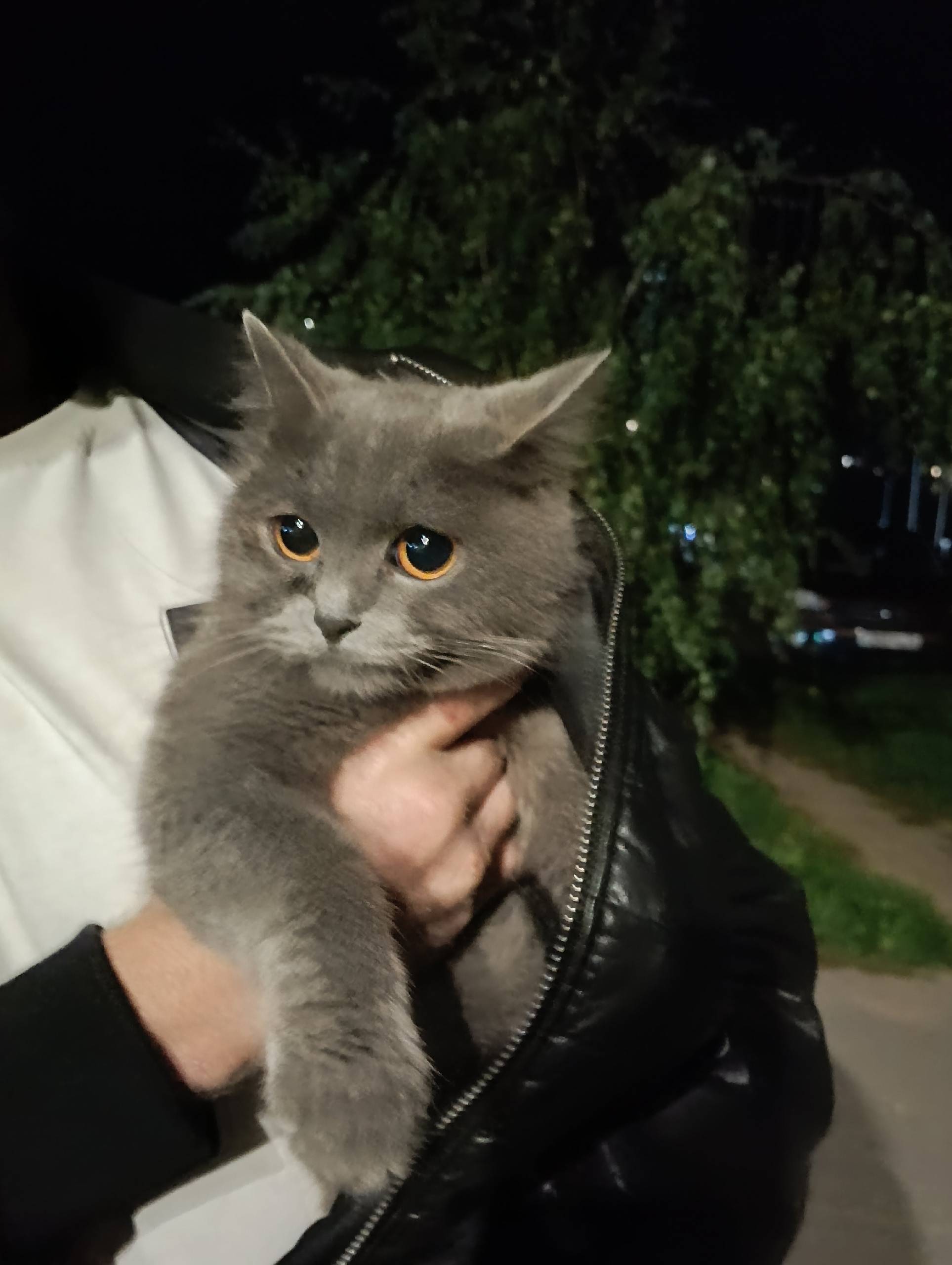 Найдена кошка, район Виконды