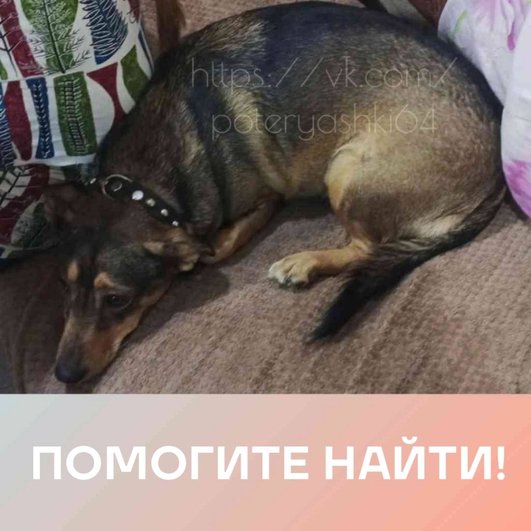 Пропала собака, Энгельс
