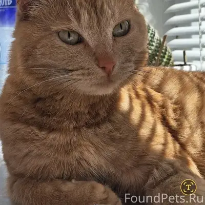 Пропал рыжий кот, Матмасс