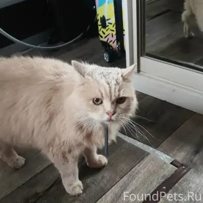 Пропал кот, район Мошнинской улицы