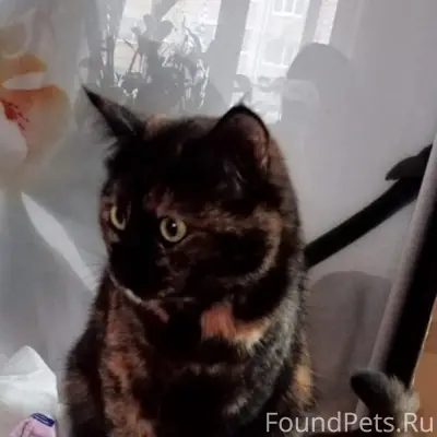 Пропала кошка Буся, 24 квартал