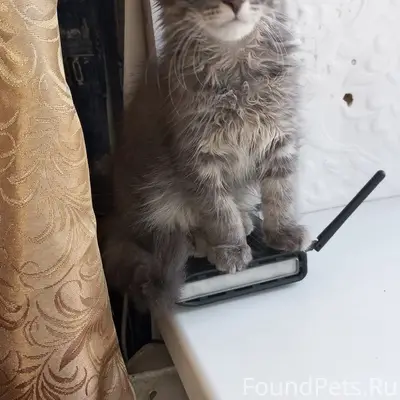 Найден котёнок Барс, подъезд