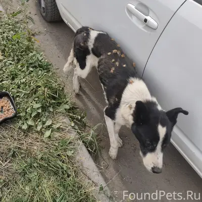 Найденна собака, Копейск