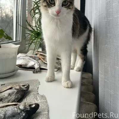 Пропала кошка Маруся, г. Новочебоксарск