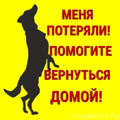 Пропала йоркширский терьер Яна, перекрёсток Ленина-Комсомольская