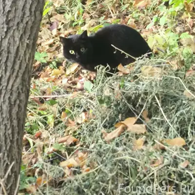 Найдена кошка, Красная Глинка