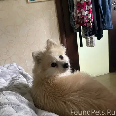 Пропала собака Умка, около села Винновка