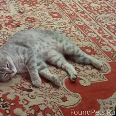 Пропала кошка Симка, район улиц Дружбы, Солнечной