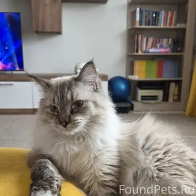 Пропал кот, микрорайон Южный