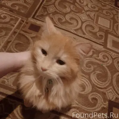 Пропала кошка Ася, Школьная 12