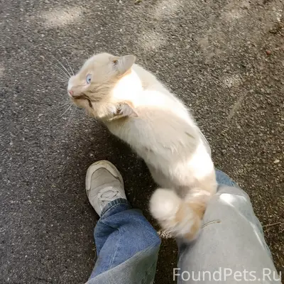 Найден кот, Новоленино
