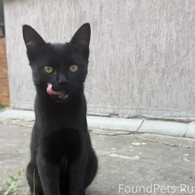 Найден котёнок, похож на пантеру