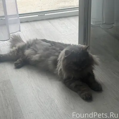 Найден котик, г. Октябрьский