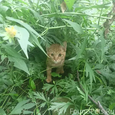 Найден рыжий котёнок, улица Хромова