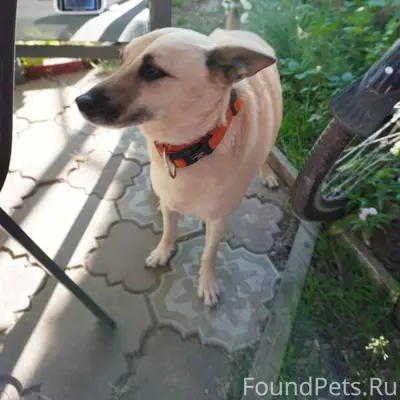 Пропал пес
