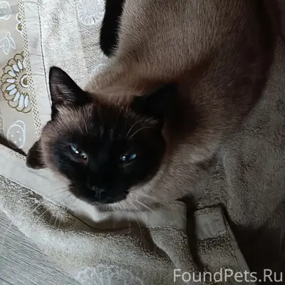 Пропал кот, Вокзальная