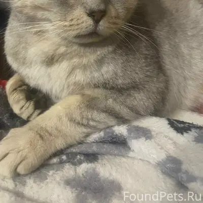 Найдена кошка Солнышко
