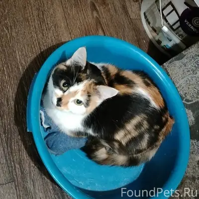 Пропала кошка, посёлок Куяр