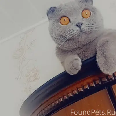 Пропала кошка, свяжитесь по номеру 89521926452