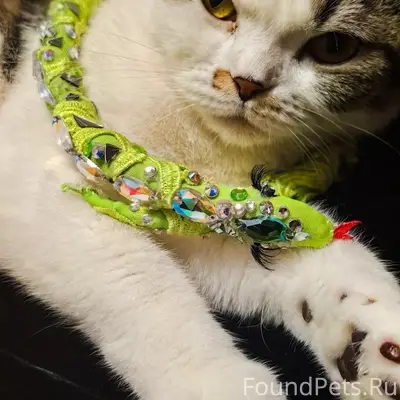 Пропала кошка, деревня Хвощевка