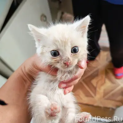 Найдены котята, возраст 1 месяц