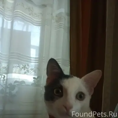 Пропал кот, улица Колхозная
