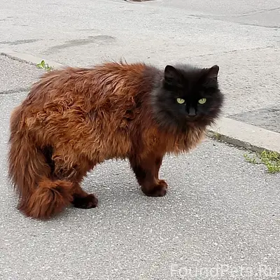 Найдена кошка, Косыгина