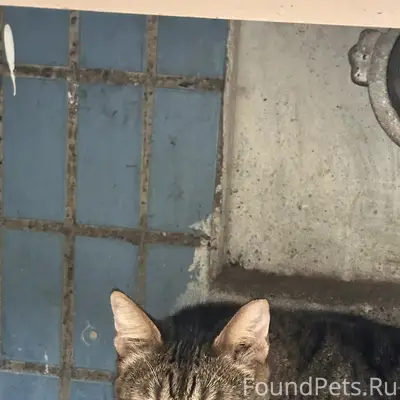 Найден кот, нет задней правой лапки, Мещера