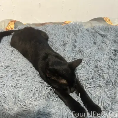 Пропала кошка Котя, Гагарина