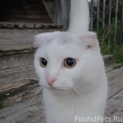 Пропал кот Матвей, С. Ижма