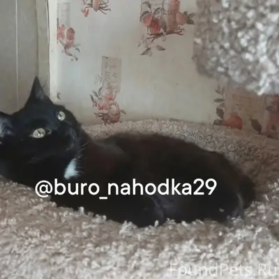 Пропала кошка Шоко, Ул. Первомайская