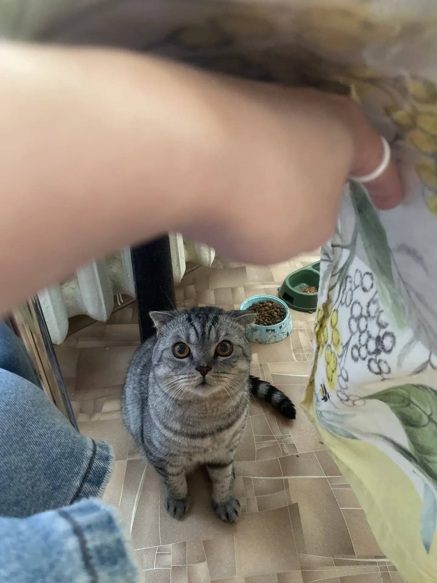 Пропал кот Тигра