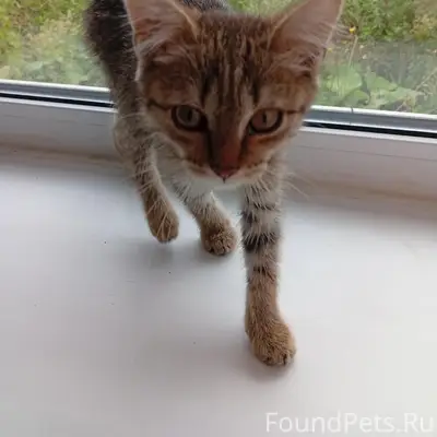 Найдена кошка-котёнок, Нефтебаза