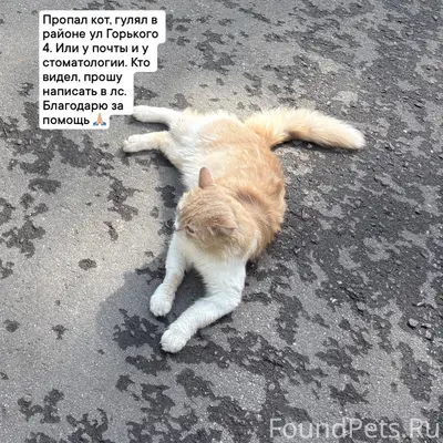 Пропал кот