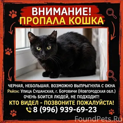 Пропала чёрная кошка, район Сушанской