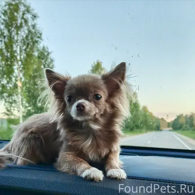 Пропала собака, Всеволожск