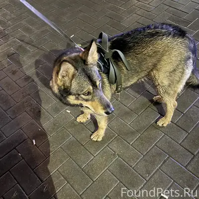 Найдена собака