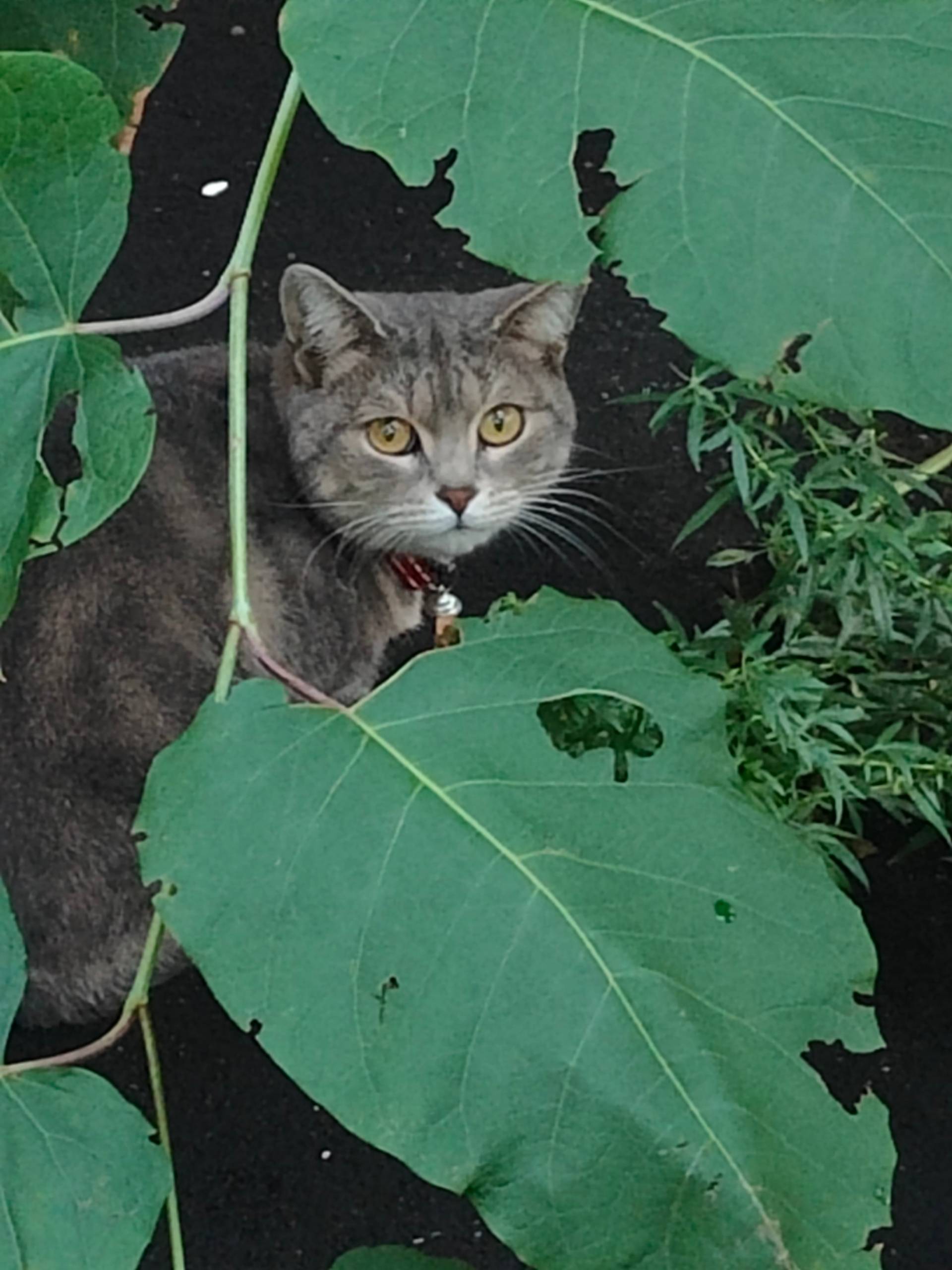 Найдена кошка, Перово