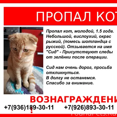 Пропал рыжий метис Сид, Ардыбаш