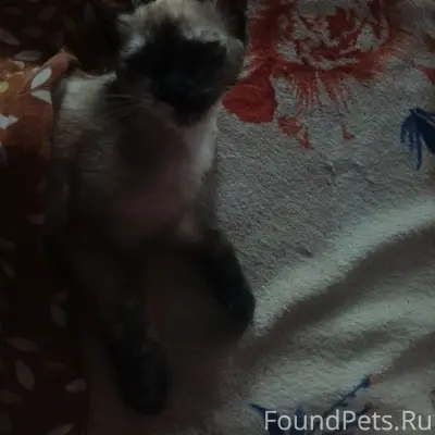 Пропала кошка Зефирка, улица Морозова