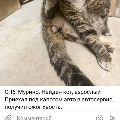 Найден кот, предположительно с Петровского бульвара