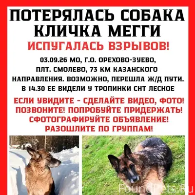 Пропала собака