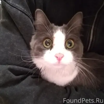 Найден домашний кот, Поварово