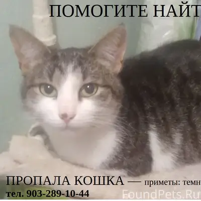 Пропала кошка - Щелково (Воронок)