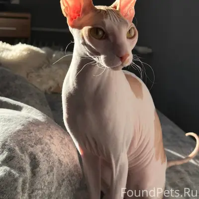 Пропала кошка Рози, Восточный район