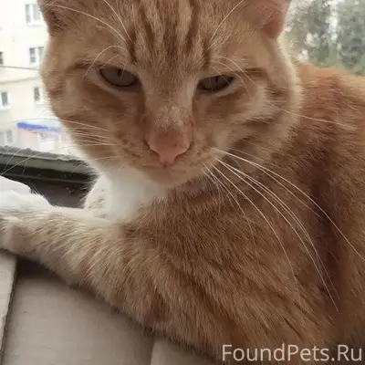 Найден кот, район Юности на Машгородоке