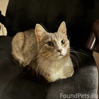 Найден котёнок, возле Янтаря