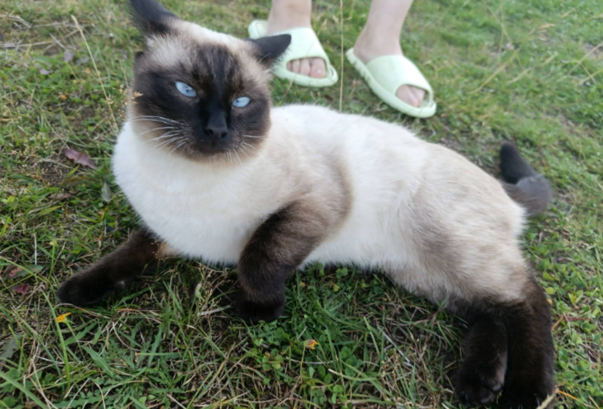 Пропал сиамский кот Барсик