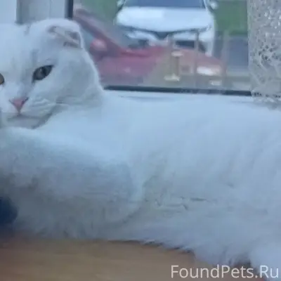 Пропал кот, ЖК Вишнёвый