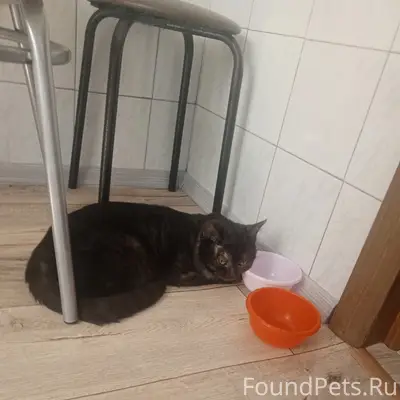 Пропал кот темно-серого окраса, Ленинградская набережная
